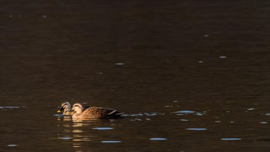 Two spot-billed ducks bathed in sunlight swimming in a river