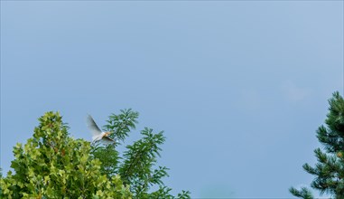 White egret with its wings fully extended as it flies from the top of an oak tree