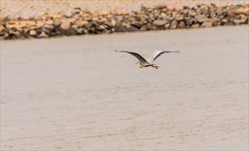 Large gray heron flying over water of lake in South Korea with rocky shoreline in background