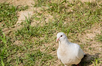 Closeup of snow white pigeon standing on ground