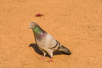 Single grey rock pigeon with rings of green and maroon on it neck standing on paved walkway on