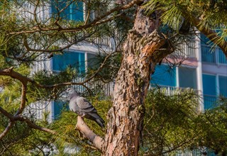 Grey rock pigeon perched on branch of evergreen tree with building in background