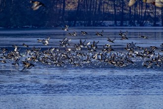 A flock of tufted duck (Aythya fuligula) and mallards (Anas platyrhynchos), take-off from the