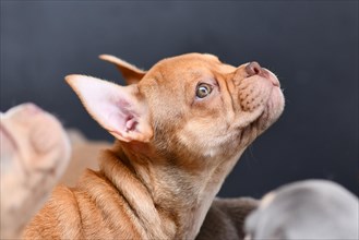 Mokka Sable French Bulldog puppy with healthy long nose