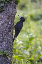 Black woodpecker (Dryocopus martius), female, upright on a tree, Castile-Leon province, Spain,