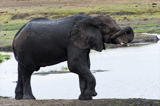 African elephant (Loxodonta africana), mammal, wild, free-living, wilderness, safari, ivory, Chobe