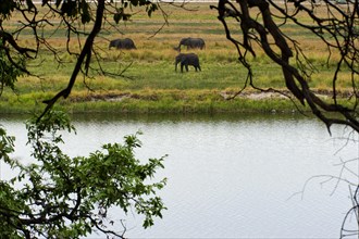 Elephant herd (Loxodonta africana), group, family, animal herd, animal family, hiking, hike, water,
