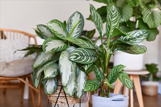Potted tropical 'Aglaonema Silver Bay' houseplant with silver pattern in basket with other