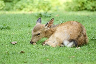 Sika deer (Cervus nippon) fawn lying on a meadow with its mother, Bavaria, Germany, Europe