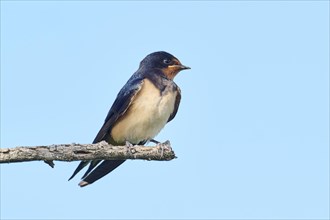 Barn swallow (Hirundo rustica) youngster sitting on a branch, Camargue, France, Europe