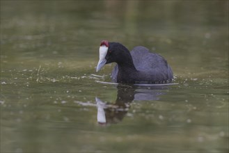 Red-knobbed coot (Fulica cristata), wetland near Alicante, Andalusia, Spain, Europe