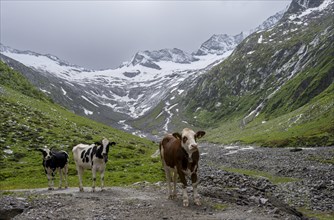 Cows on the alpine meadow, Schlegeisgrund valley, glaciated mountain peaks Hoher Weiszint and