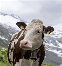 Brewing white spotted cow on alpine meadow, animal portrait, valley of Schlegeisgrund, glaciated