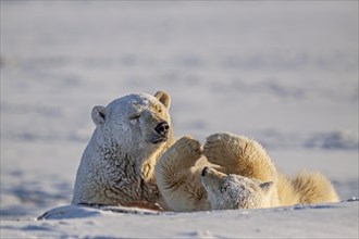 Polar bear, mother and young playing in the snow, Ursus maritimus, Kaktovik, Alaska
