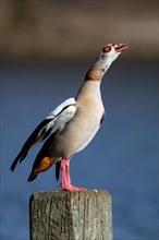 A Nile goose calling, Lake Kemnader, Ruhr area, North Rhine-Westphalia, Germany, Europe