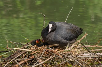 Common coot (Fulica atra) protecting its chicks on the nest. Bas-Rhin, Alsace, Grand Est, France,