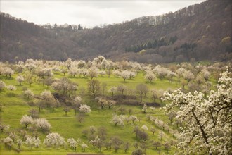 Orchard meadow near Weilheim an der Teck, Swabian Alb. Cherry blossom, apple blossom and pear