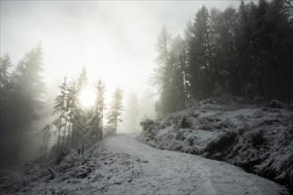Winter landscape, forest, snow, fog, sun, Radenthein, Carinthia