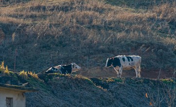 Two black and white cows behind fence wire on mountainside in evening sun