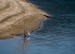 Snowy Egret standing in water behind a bush growing in a lake