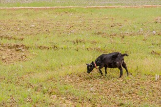 Young black Bengal goat with red collar attached to rope around neck in an open field