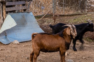 Closeup of large brown black Bengal goat standing in front of fence with black goat behind. Black