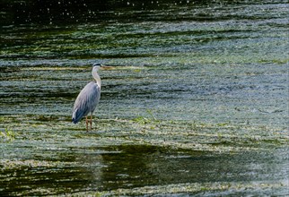 Little blue heron standing on a pebbled sandbar in a shallow river hunting for food