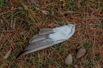 Closeup of large gray and white bird feather laying on ground next to two small pine cones