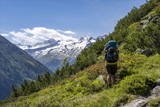Mountaineer on hiking trail with alpine roses, Berliner Hoehenweg, summit Grosser Moeseler and
