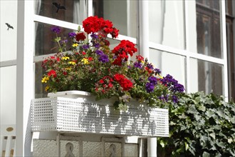 White flower box with colourful flowers at a window, Germany, Europe