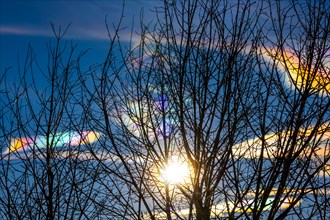 Beautiful Colorful Rainbow Clouds (Cloud Iridescence) Against Blue Sky and a Tree with Branches and