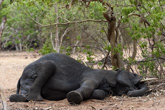 Sleeping African elephant (Loxodonta africana), sleeping, resting, lazy, resting, lying, shade in