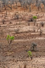 Single green trees in the dry landscape, climate change, dry, aridity, climate, vegetation,