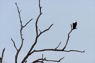 African Fish Eagle (Haliaeetus vocifer), White-tailed Eagle, African Fish Eagle on a tree, branch,