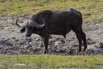 African buffalo (Syncerus caffer), aggressive, danger, mimic, safari, free-living, wilderness,