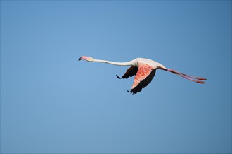 Greater Flamingo (Phoenicopterus roseus) flying in the sky, Parc Naturel Regional de Camargue,