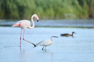 Little egret (Egretta garzetta) standing in the water in front of a Greater Flamingo
