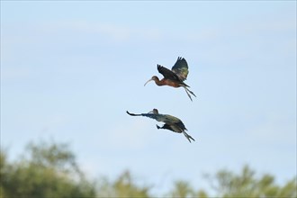 Glossy ibis (Plegadis falcinellus) flying in the sky, arguing, Parc Naturel Regional de Camargue,