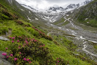 Alpine roses in bloom, view of the Schlegeisgrund valley, glaciated mountain peaks Hoher Weiszint