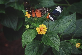 An orange-black and a black-and-white butterfly on leaves next to yellow flowers, Krefeld Zoo,
