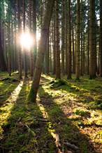 Rays of sunlight break through the tree trunks and create plays of light on the forest floor,