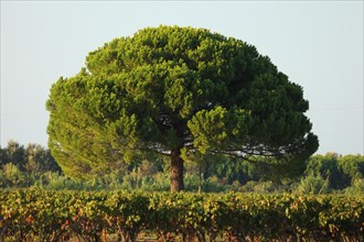 Pine tree, Provence, France, Europoa, Europe