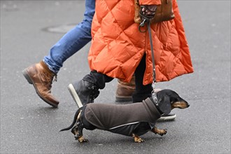 Pedestrian with dachshund