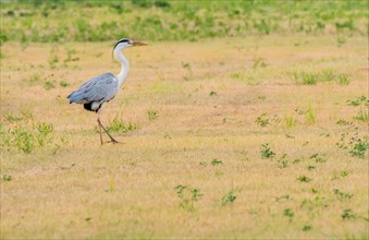 Little blue heron standing in a clearing at a public park in South Korea