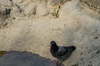 Rock pigeon standing in shallow water at the edge of a pond