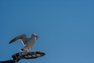 Single seagull perched on top of street light covered with bird droppings