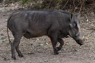 Common warthog (Phacochoerus africanus), mammal, free-living, wild, wild boar, aggressive, danger,