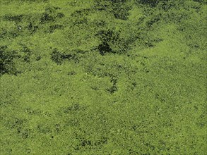 Algae floating on water