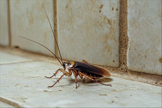 A cockroach (Blattodea) runs along the corner where floor tiles meet wall tiles, AI generated, AI