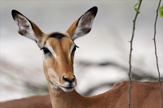 Impala (Aepyceros), African antelope, animal, ungulate, wilderness, free-living, head portrait,